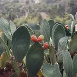 Dionysos Turunc