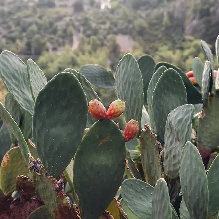 Dionysos Village Marmaris Turunc