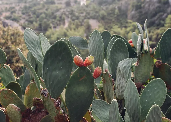 Dionysos Village Marmaris Turunç